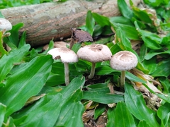 Agaricales