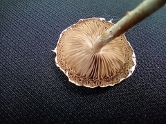 Agaricales