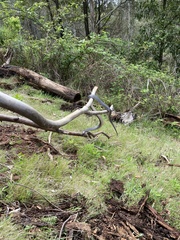 Cryptophis nigrescens