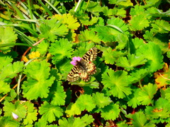 Zerynthia polyxena