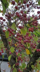 Prunus cerasifera