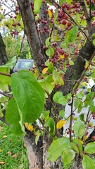 Prunus cerasifera