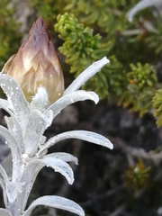 Helichrysum retortum