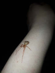 Cheiracanthium gracile