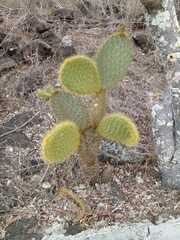 Opuntia galapageia