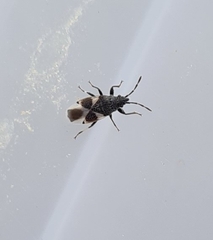 Oxycarenidae