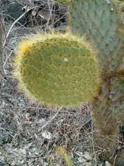 Opuntia galapageia