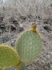 Opuntia galapageia