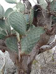 Opuntia galapageia