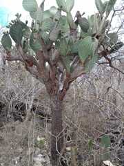 Opuntia galapageia