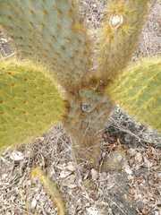 Opuntia galapageia