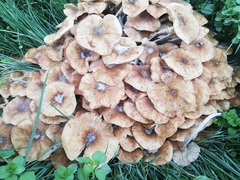 Armillaria mellea
