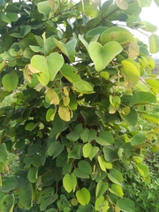 Piliostigma thonningii