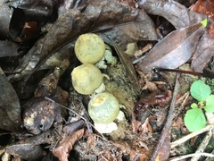 Calostoma lutescens