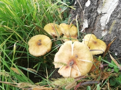 Armillaria mellea