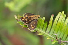Taractrocera ceramas