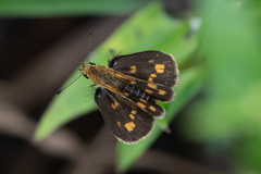 Taractrocera ceramas