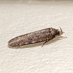 Agonopterix clemensella