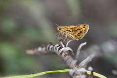 Taractrocera ceramas