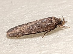 Agonopterix clemensella