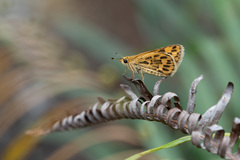 Taractrocera ceramas