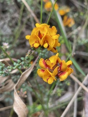 Pultenaea gunnii