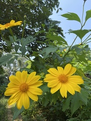 Tithonia