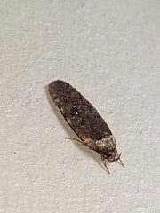 Agonopterix clemensella