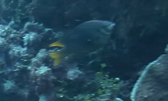 Neoglyphidodon nigroris