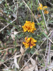Pultenaea gunnii