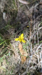 Tricoryne elatior