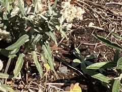 Papilionoidea