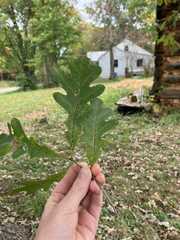 Quercus alba