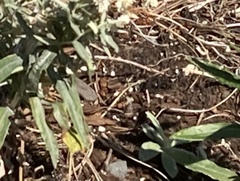 Papilionoidea