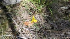 Tricoryne elatior