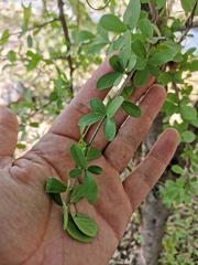 Ehretia rigida