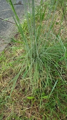 Poa morrisii