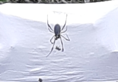 Trichonephila inaurata