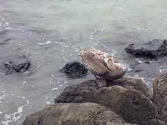 Pelecanus occidentalis urinator