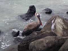 Pelecanus occidentalis urinator