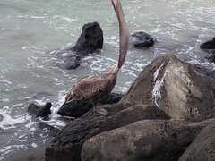 Pelecanus occidentalis urinator