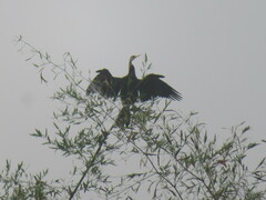 Anhinga melanogaster