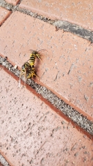 Vespula germanica