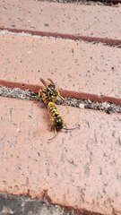 Vespula germanica