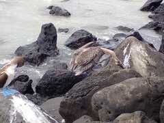 Pelecanus occidentalis urinator
