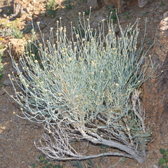 Hermbstaedtia glauca image