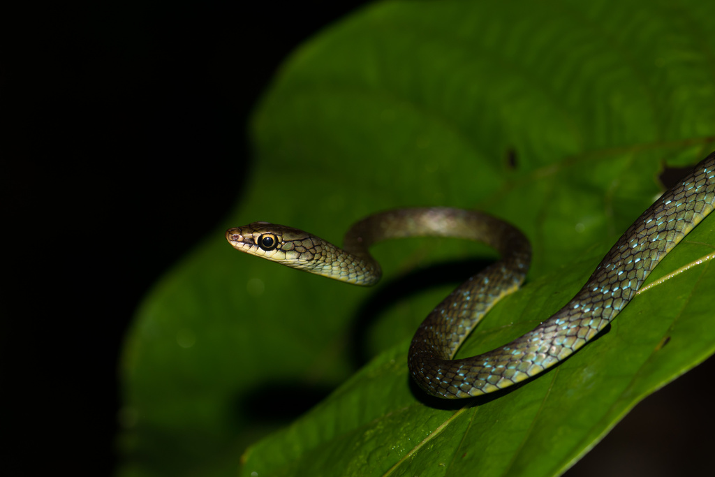 Sao Tome Wood Snake