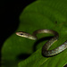 São Tomé Wood Snake - Photo (c) Tomáš Hovorka, some rights reserved (CC BY-NC), uploaded by Tomáš Hovorka