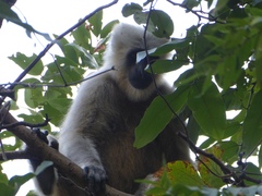 Semnopithecus schistaceus