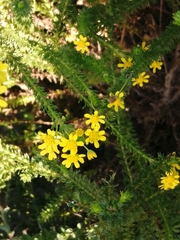 Euryops virgineus